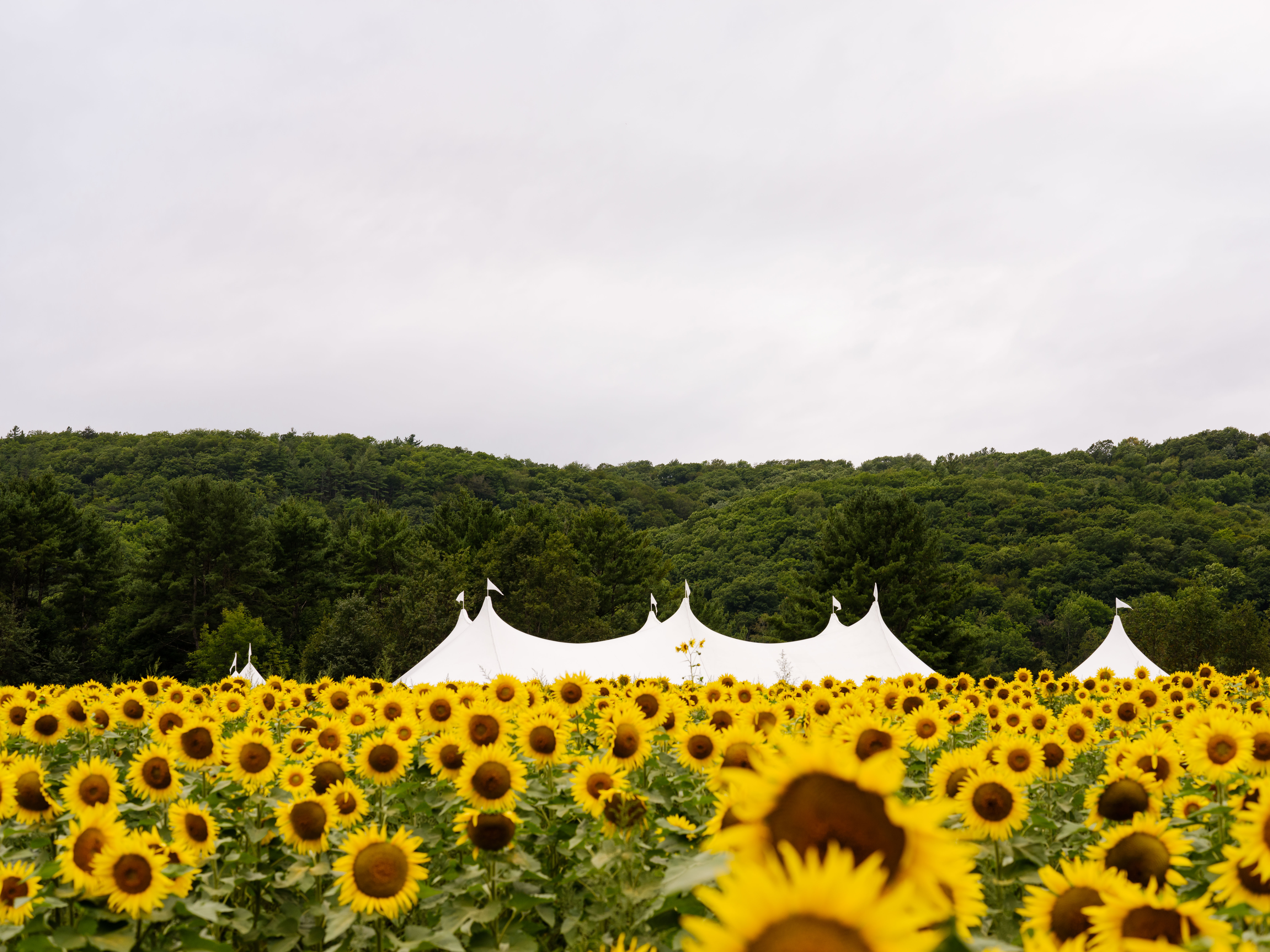 Vermont Wedding with Sunflowers